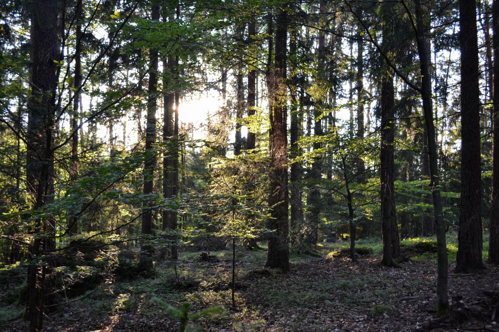 Naturchalets 7 Sentidos Bischofsmais Kültér fotó